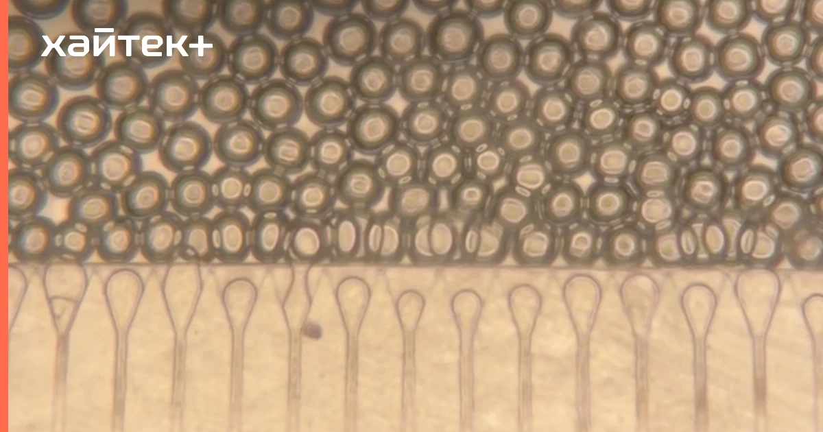 Инъекционная мини-печень берет на себя функции поврежденного органа