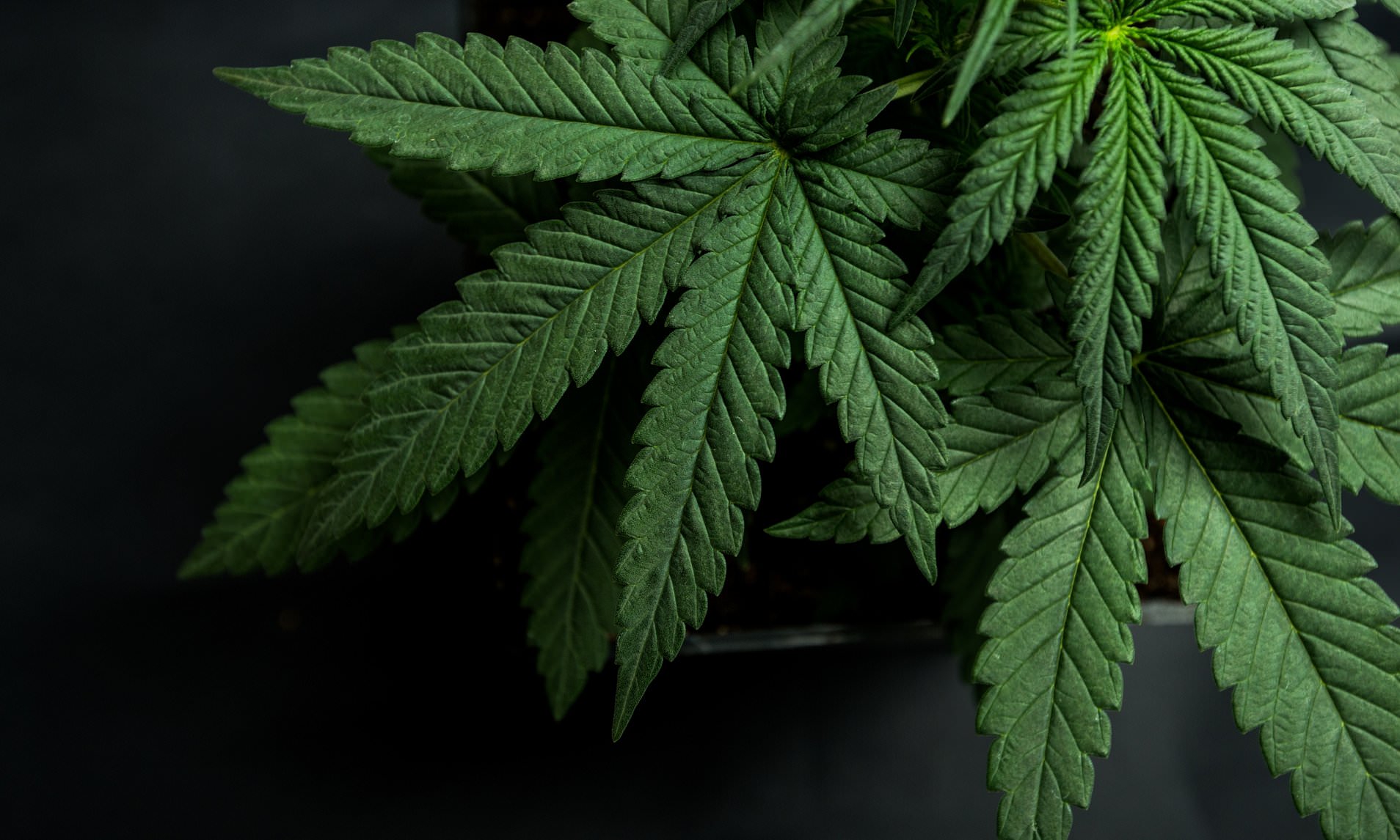 Можно ли купить марихуаны в доминикане тор браузер зависает на подключении к сети hidra