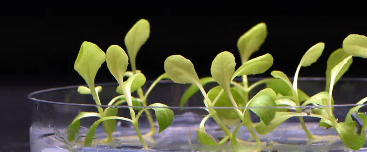 Искусственный фотосинтез позволяет выращивать растения в полной темноте