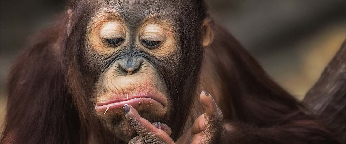 интересные высказывания. мышление животных. происхождение человека от обезьяны. бонобо (2014). обезьяна в мыслях.