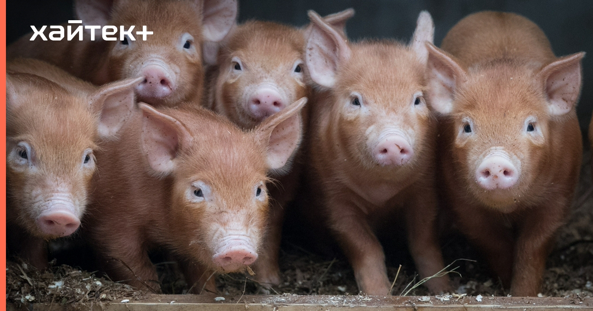 Свиньи как инкубаторы для выращивания человеческих органов: революция в медицине