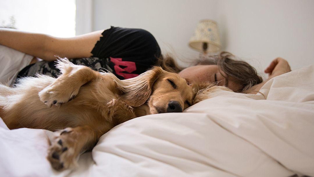 сон в кровати с собакой