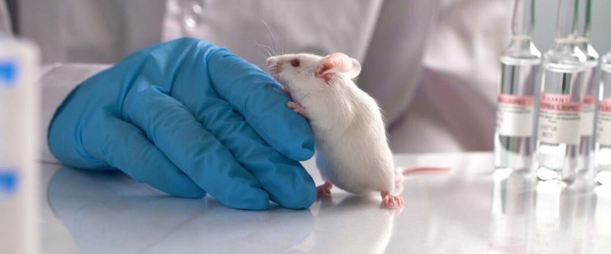 Новый препарат заставляет мышей худеть даже на жирной и сладкой диете