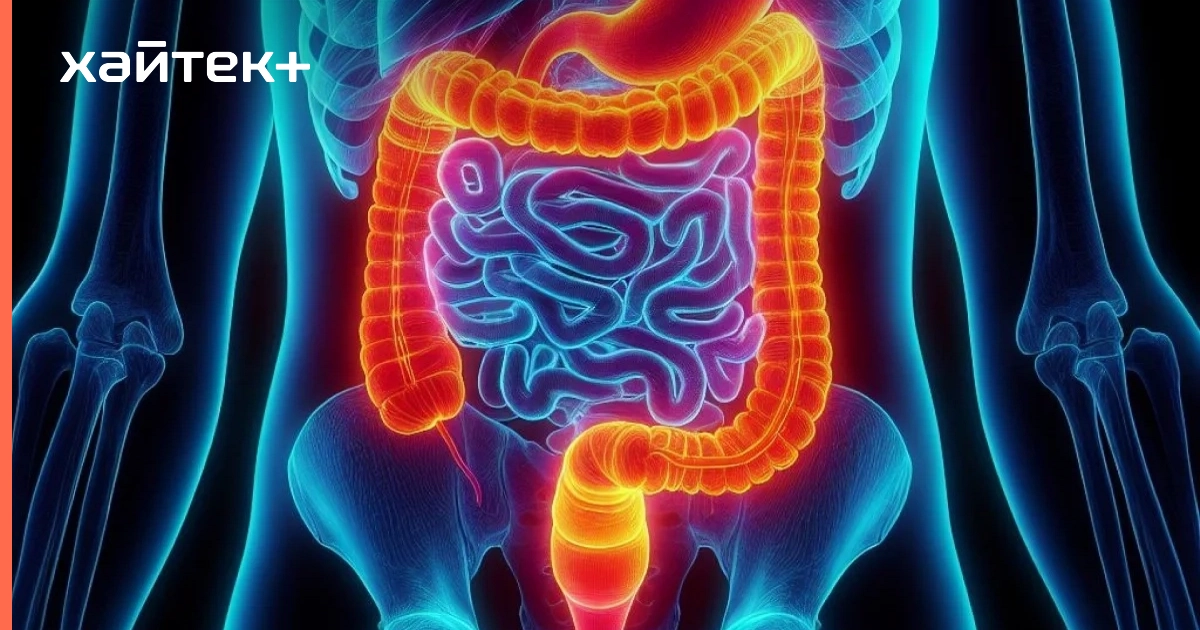 Низкобелковая диета и бактерии кишечника перепрограммируют белый жир в бурый