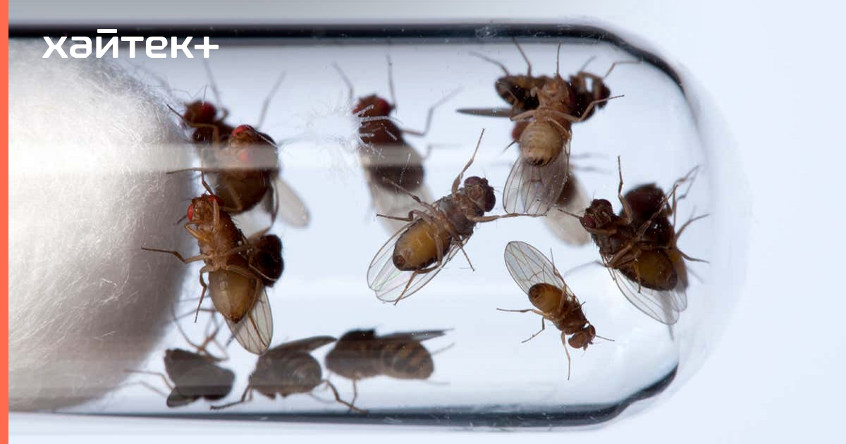 Мошки дрозофилы в космосе. Плодовые мушки дрозофилы в космосе. Мухи в космосе. Дрозофилы в лаборатории