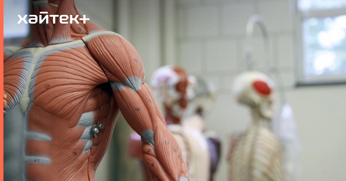 Новые искусственные сухожилия делают роботов в 30 раз сильнее