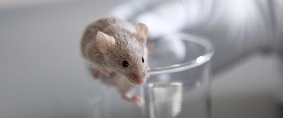 Периодическое голодание затормозило развитие деменции у мышей