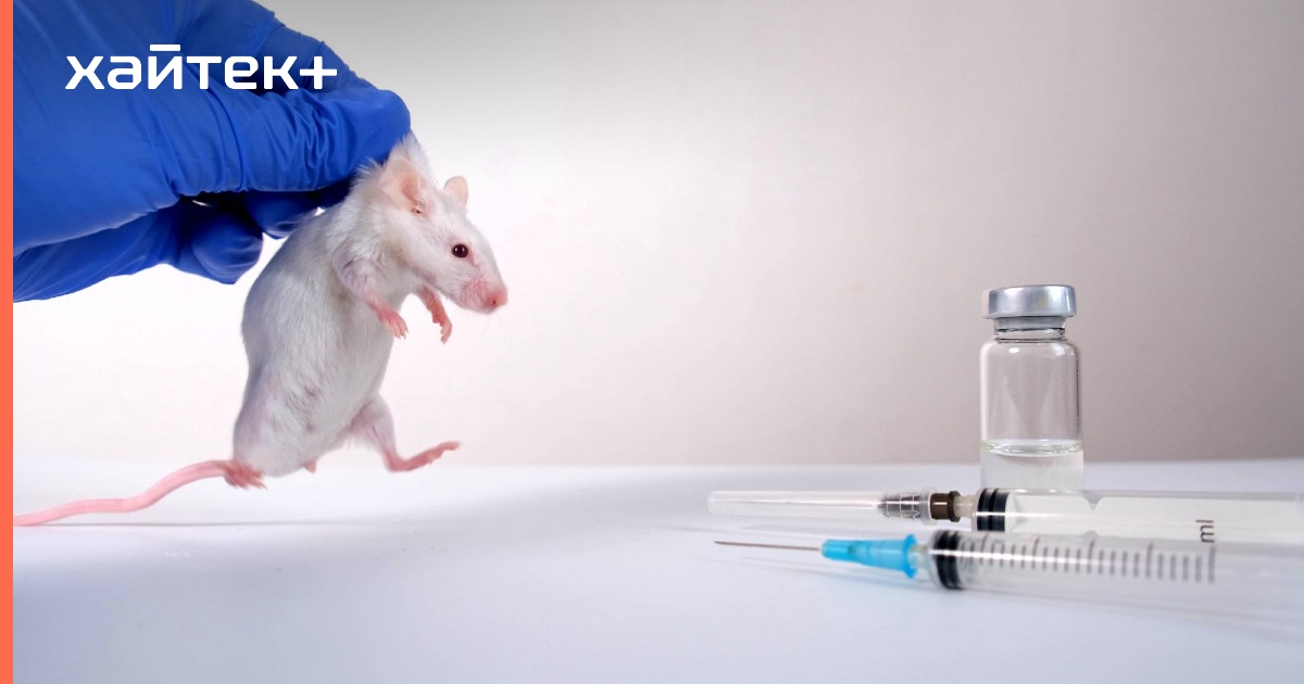 Вакцина мыши. Клон лабораторных мышей из стволовых клеток.