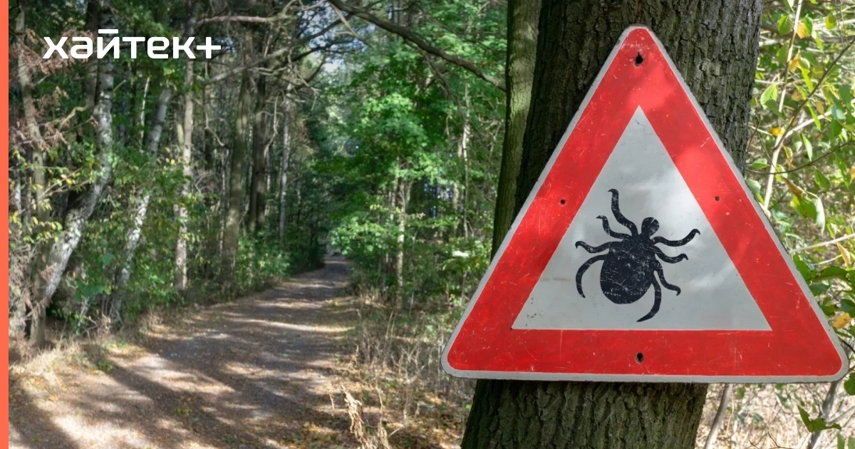 Белок, выделяемый клещами, может предотвращать рак и рассеянный склероз