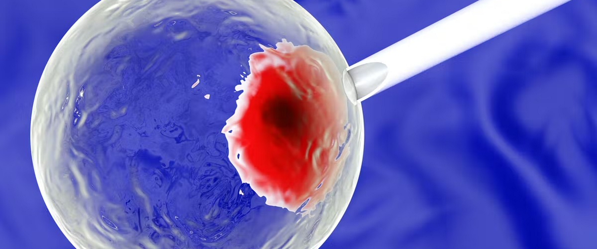 Китай получил технологию создания организмов из обычных клеток, без сперматозоида и яйцеклетки
