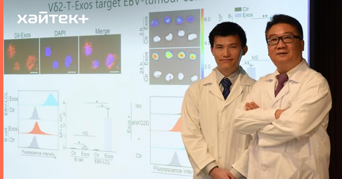 Найдено лечение против опухолей, вызванных вирусом Эпштейна – Барра